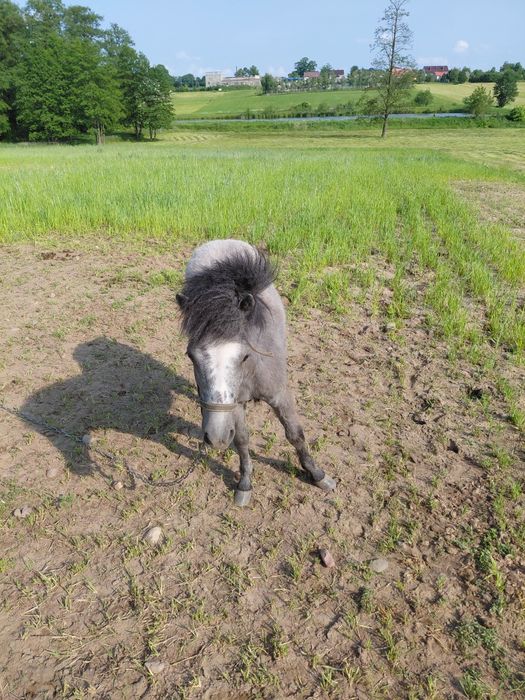 Kucyk szetlandzki ogierek