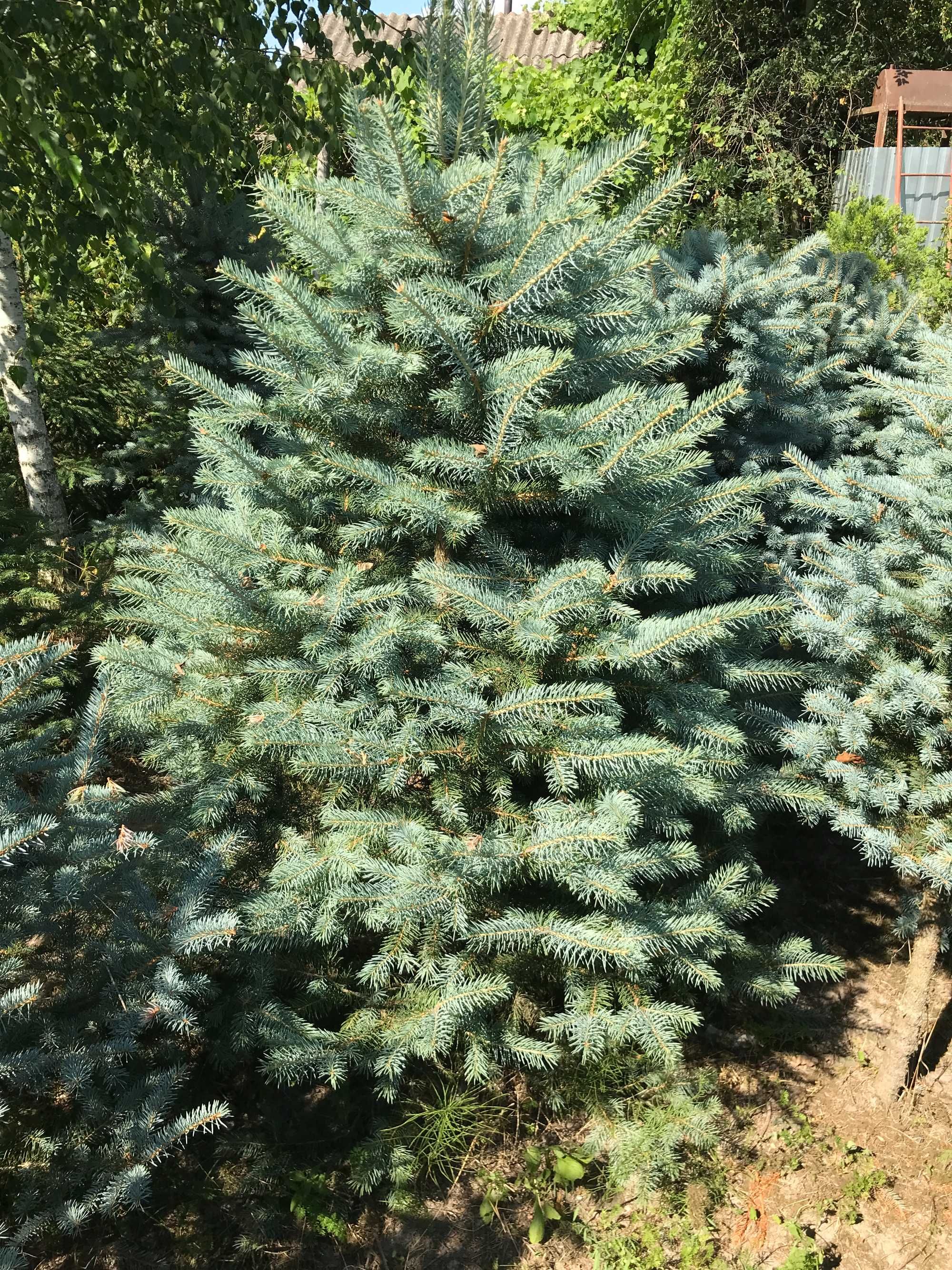 Ялинка колюча, голуба, сиза(Picea glauca)
