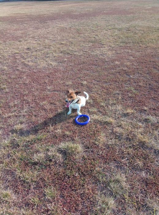 Вязка.Джек Рассел терьер.Бас.Кобель ,7 повних років
