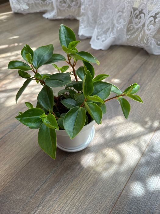 Продается пеперомия