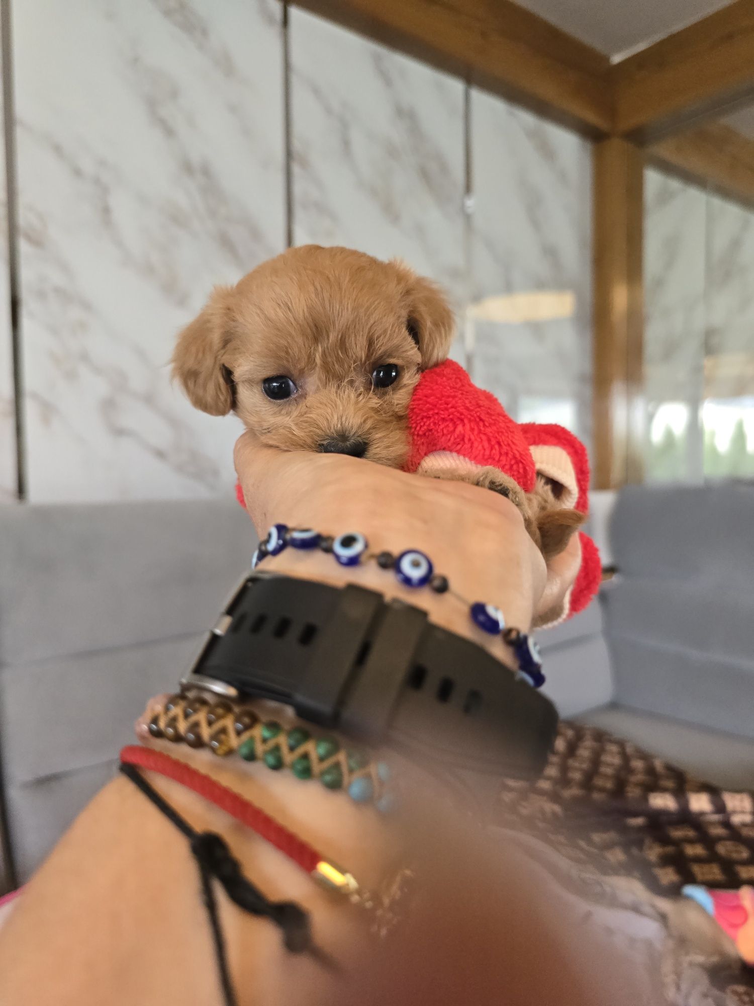 Sunia maltipoo śliczna