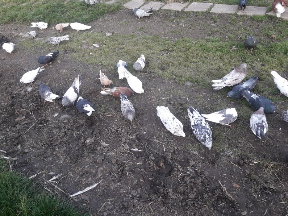Mikołajewskie gołębie