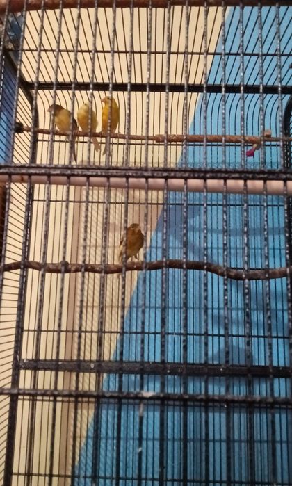 Kanarki miniatura hiszpańska