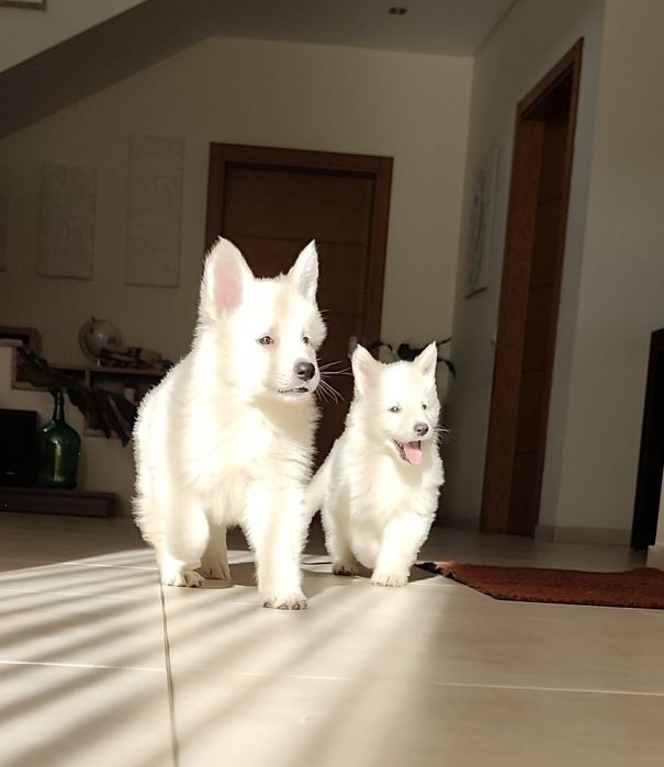 Cachorro - Pastor Branco