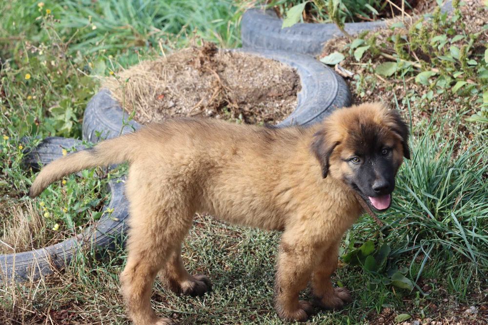 Cão Bebé de grande porte