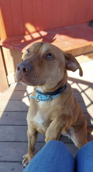 Karmel - pilnie musi opuścić schronisko, nie radzi sobie tam