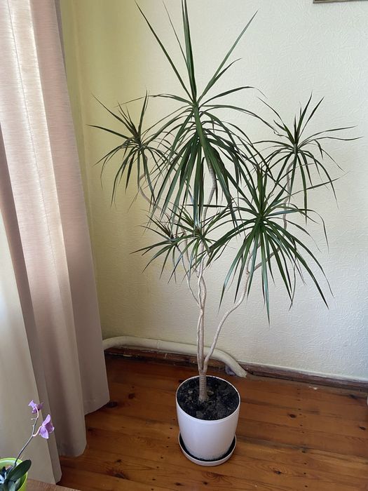 Драцена класична