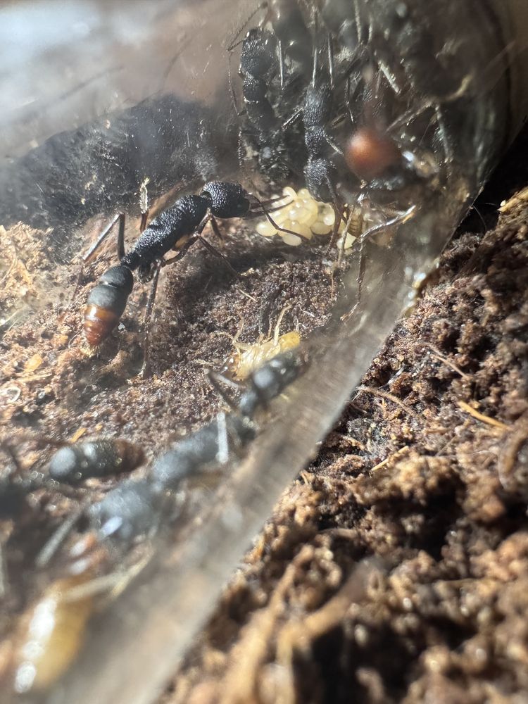 Okazja !!! Harpegnathos venator mrówki q + 15 robotnic