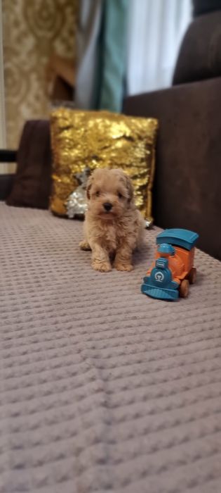 Супер мальчик !Мальтипу!