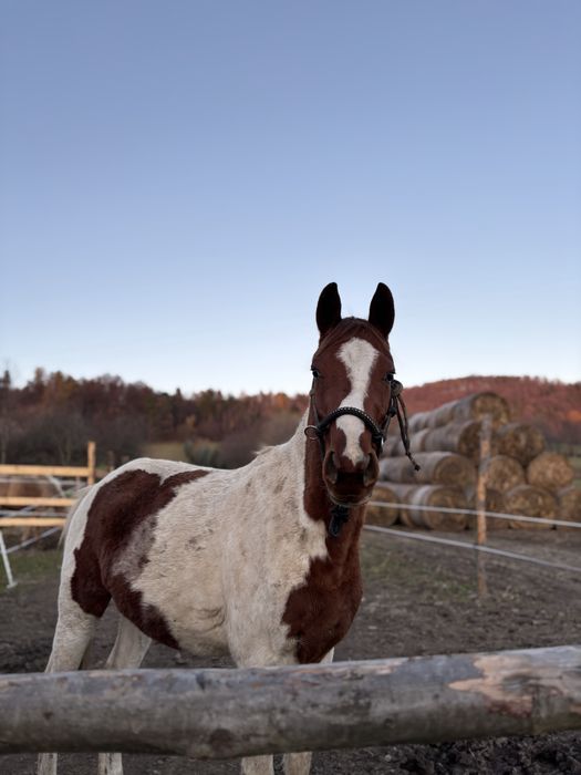 Sprzedam srokatego wałacha