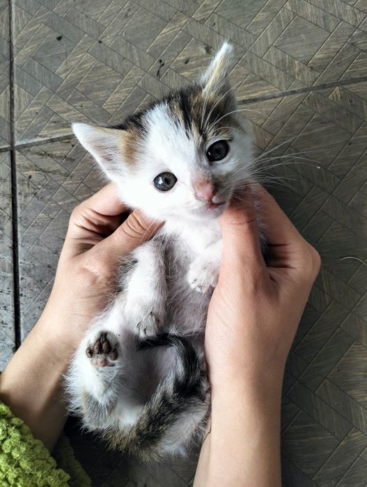 Отдаются котятки в хорошие руки
