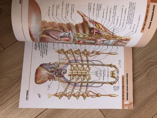 Atlas Anatomii Człowieka F. H. Netter