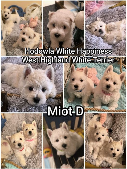Śliczny szczeniak West White Terrier po zdrowych rodzicach CMO 0