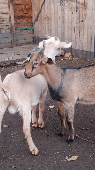 Козлики кози козочки % нубійці.