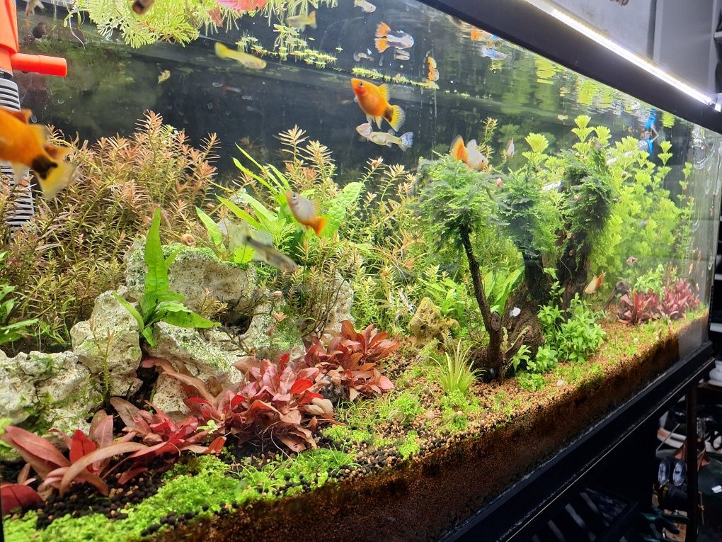 Aquario plantado 100x30x40cm