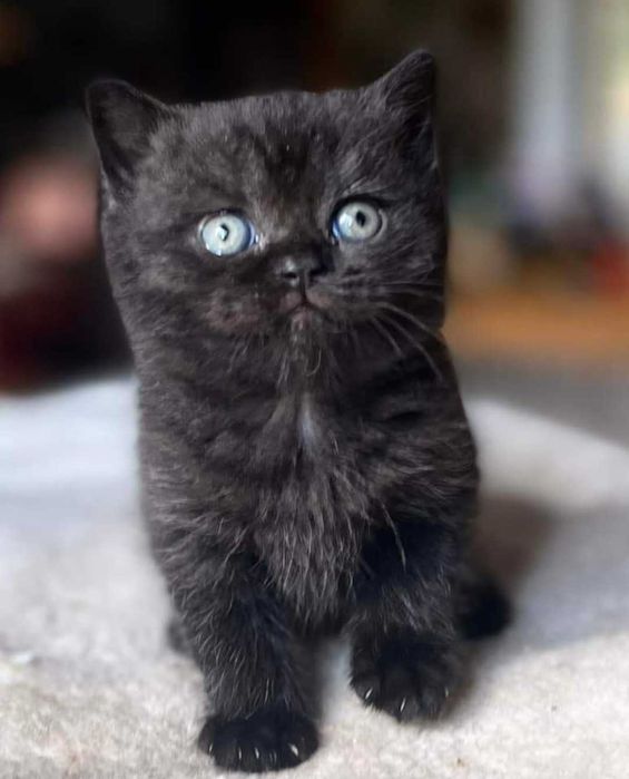 Kot Brytyjski  CZARNY  Rodowód PZF/WCF