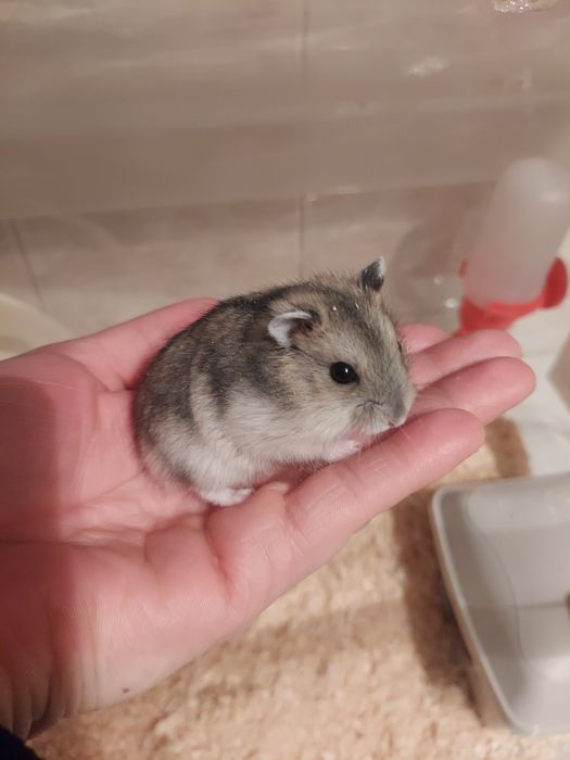 Oddam za darmo w dobre ręce chomiki