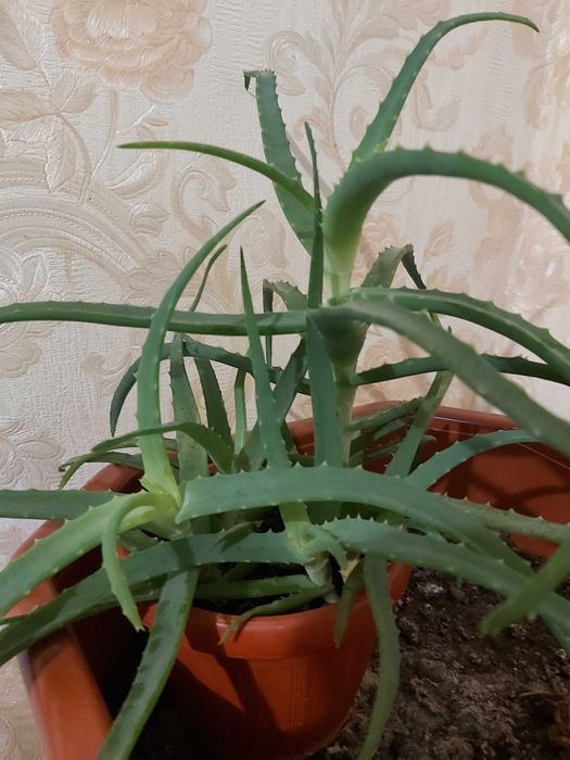 Квіти КАКТУС,(КЛІВІЯ,ГІППЕАСТРУМ- великі цибулини)