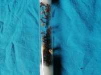 Manica rubida mrówki kolonia q40-60w