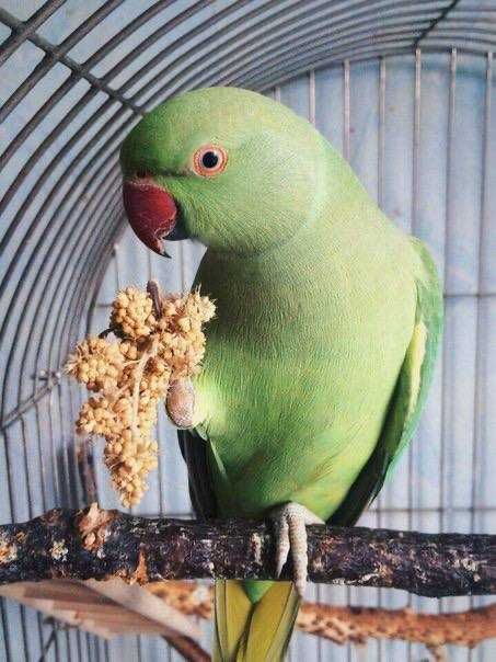 Колоритні папуги: Ожерелові, Піррури- в наявності