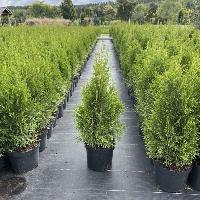 Thuja ’ Smaragd ’ - Żywotnik zachodni ,, szmaragd " 60-80cm  tuja