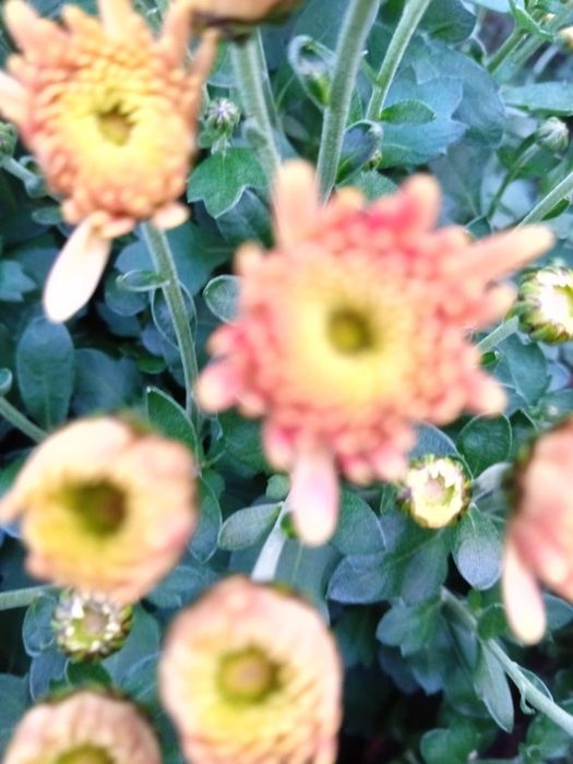 Chryzantemy doniczkowe