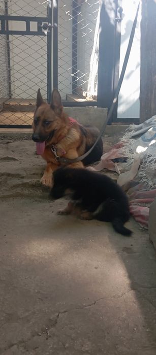 Продам двух щенков немецкой овчарки.