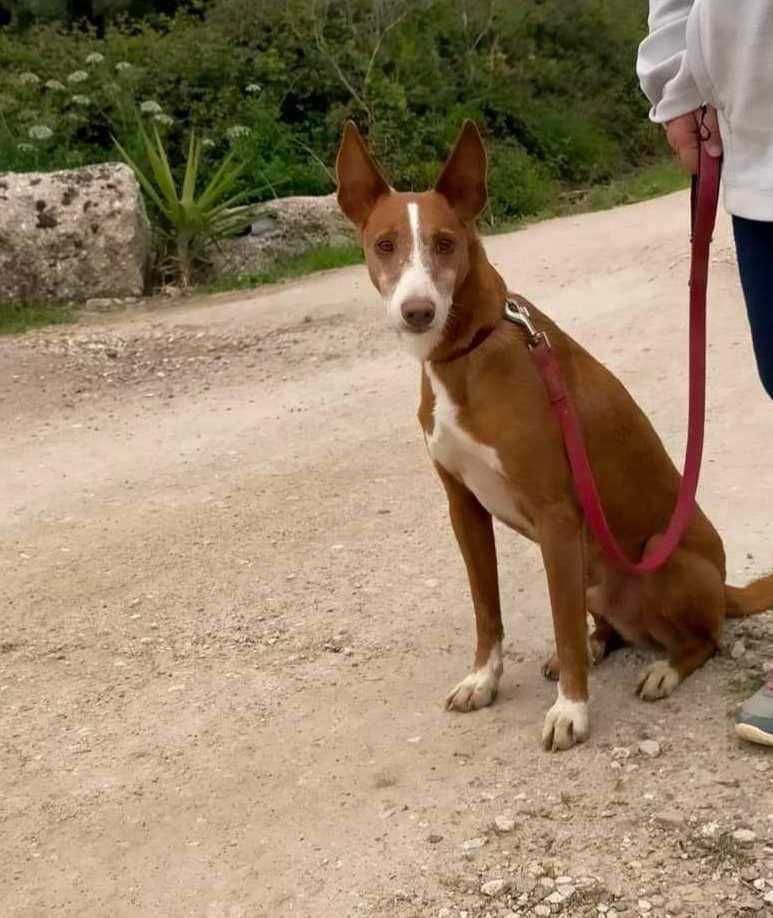 Tote - cão médio para adoção