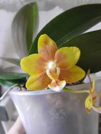 Орхидея KS Fragrans