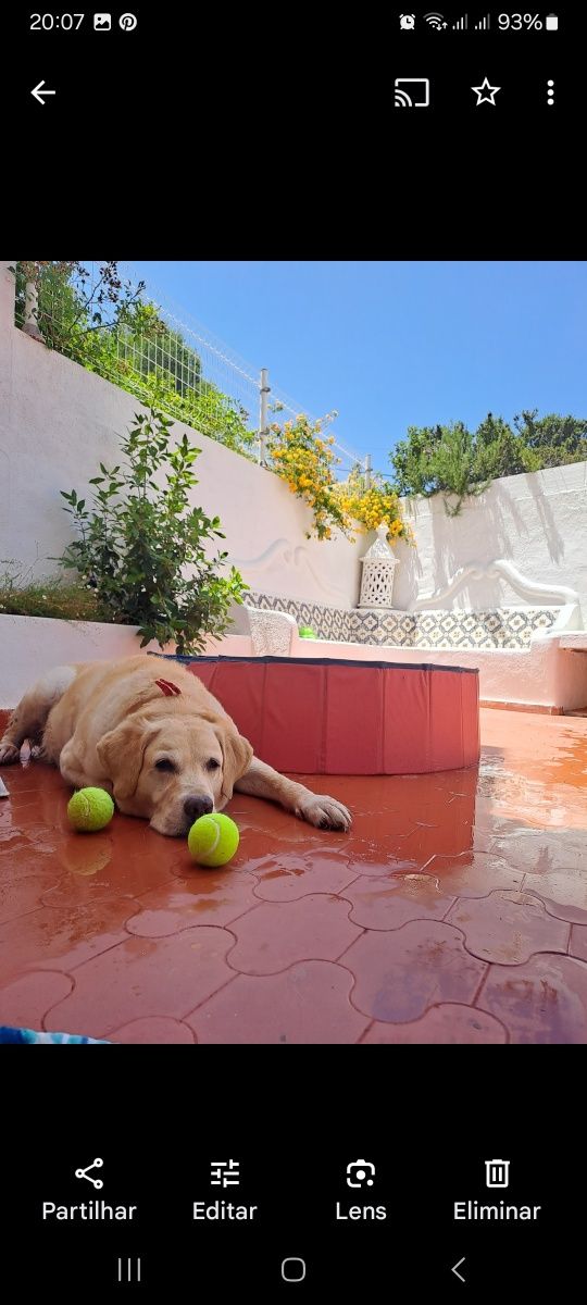 Piscina para cães