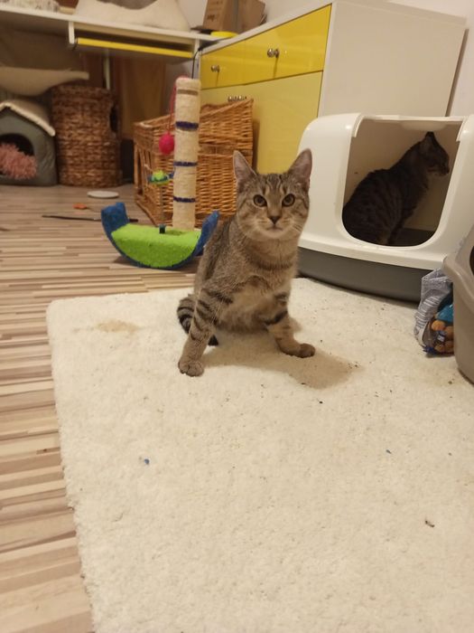 5 miesięczny kocurek szuka domu niewychodzącego