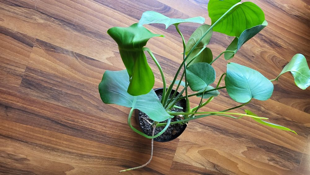 Monstera monstera