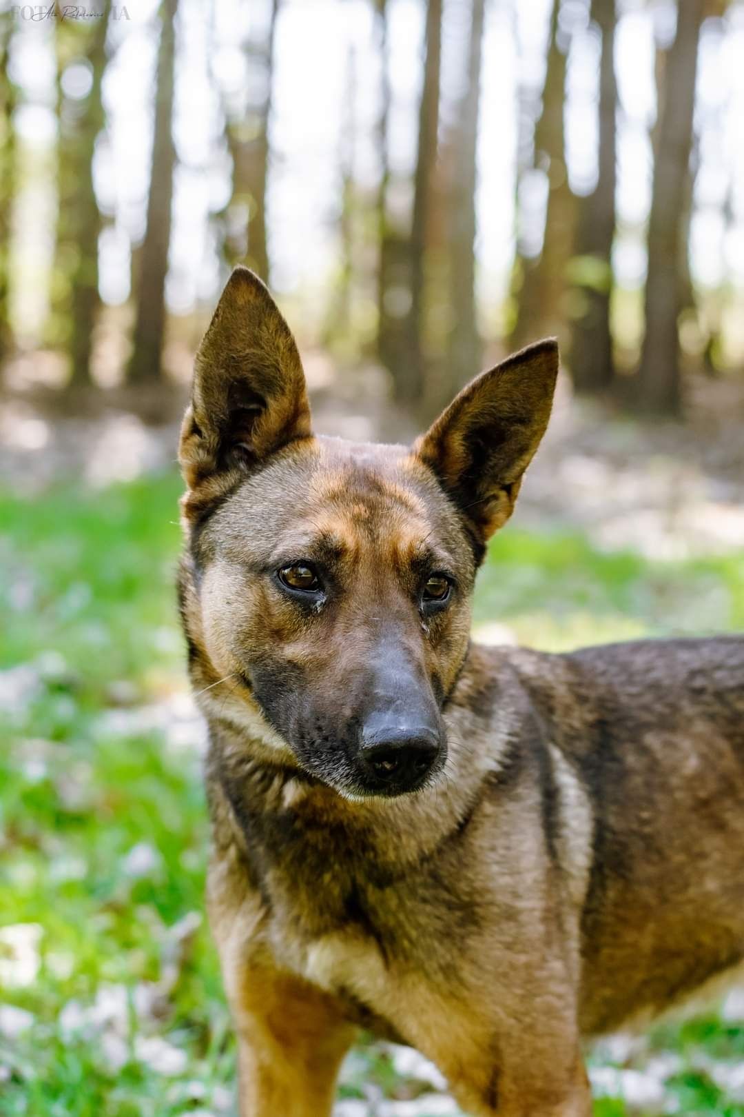 Cudowna sunia w typie owczarka belgijskiego szuka domu!