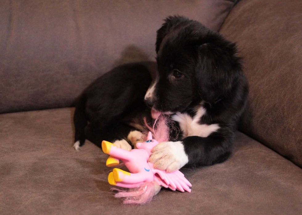 Хвостате щастя для Вас!