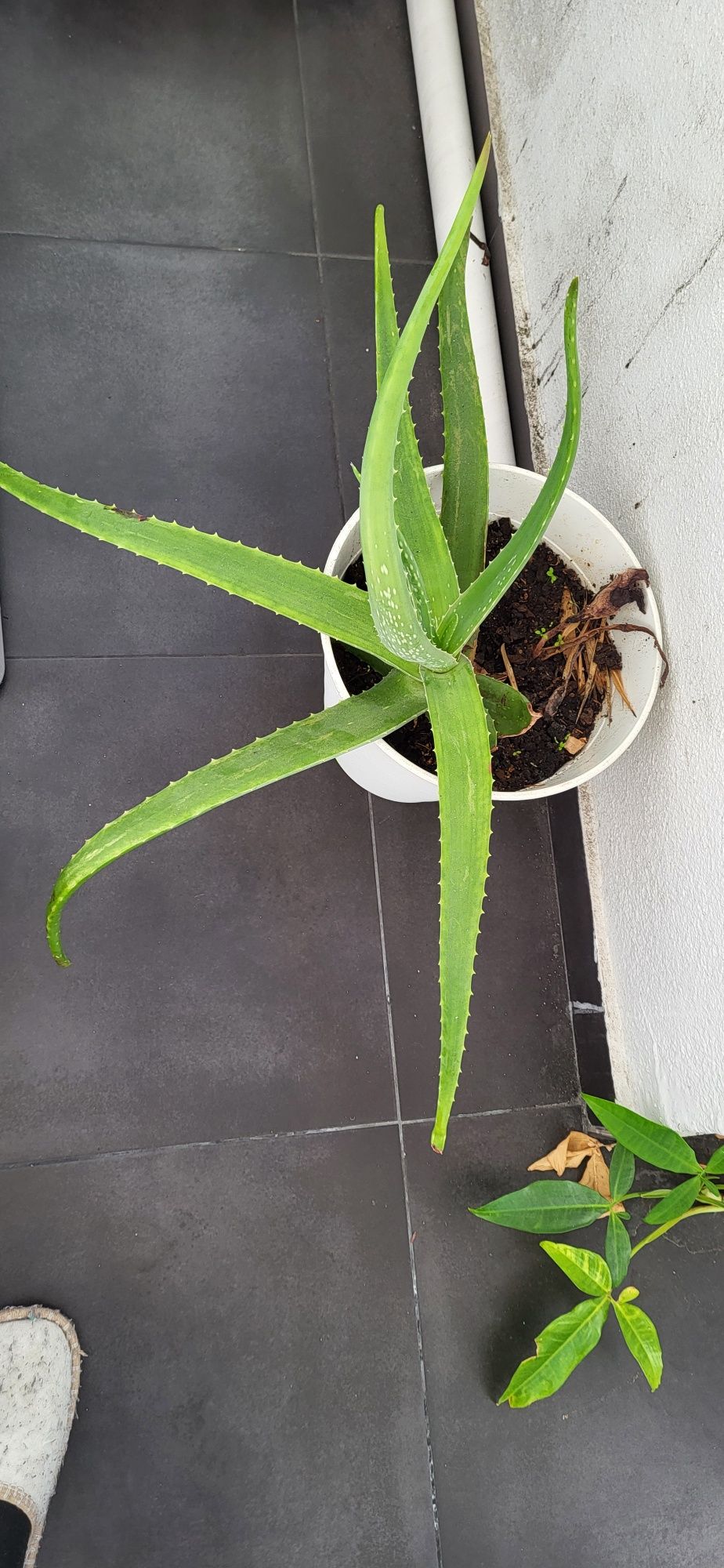 Plantas  bonitas de casa