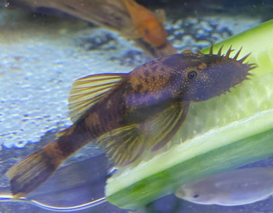 Zbrojnik/Glonojad Lda 16