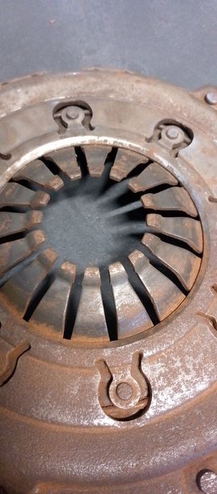 Продам щеплення віваро 1.9