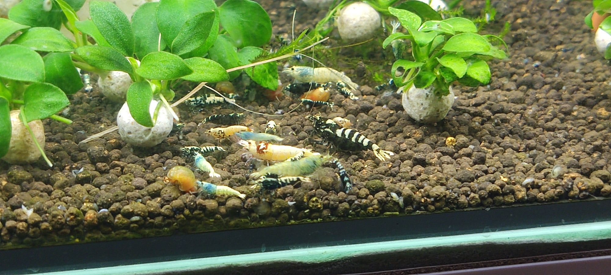 Krewetki caridina mix