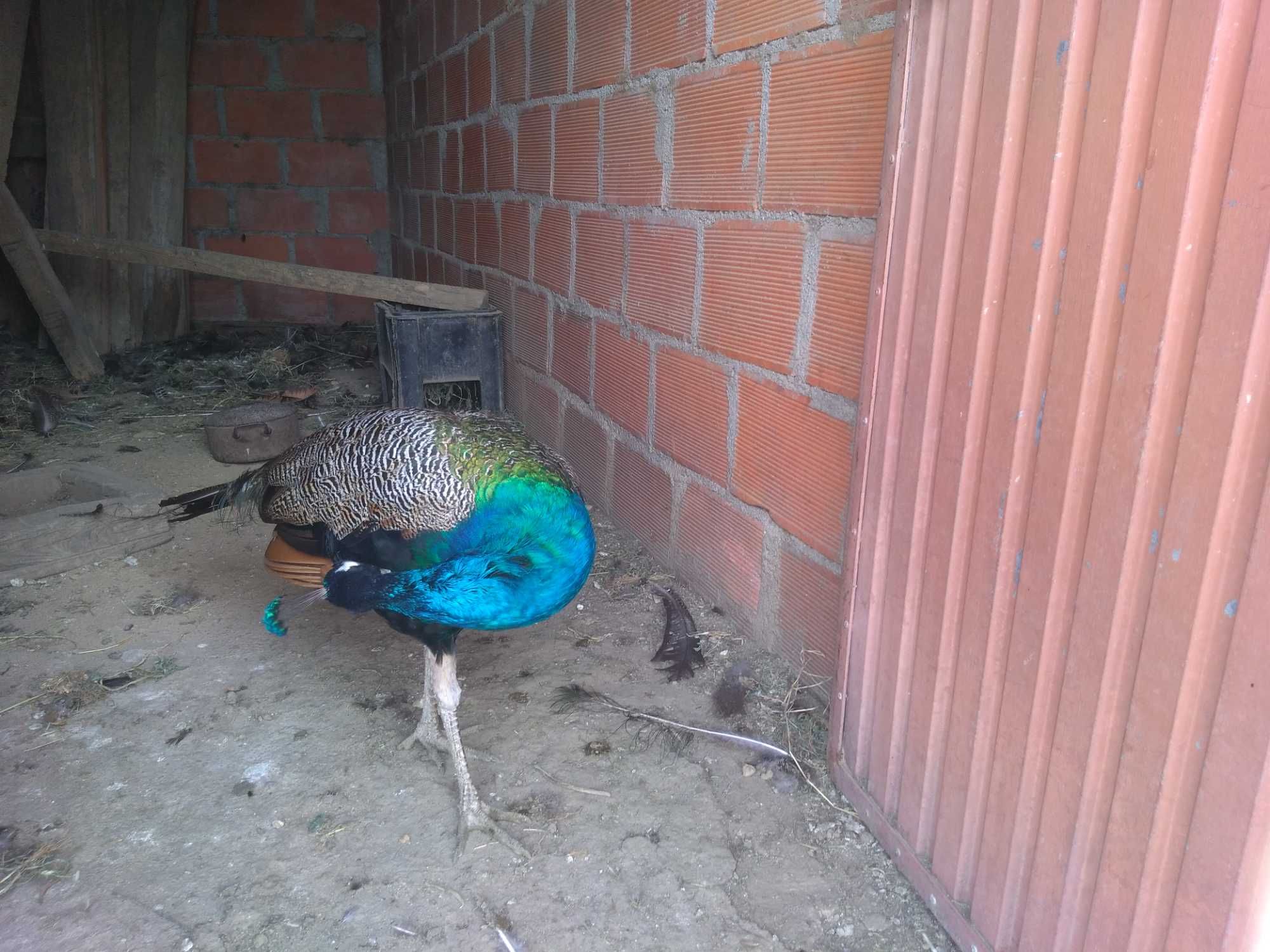 Excelente exemplar de Pavão Azul