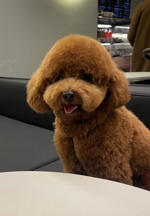 В‘язка мальтипу, той пудель