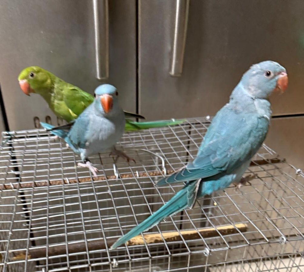 Ring necks criados à mão