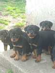 Rottweiler suczka