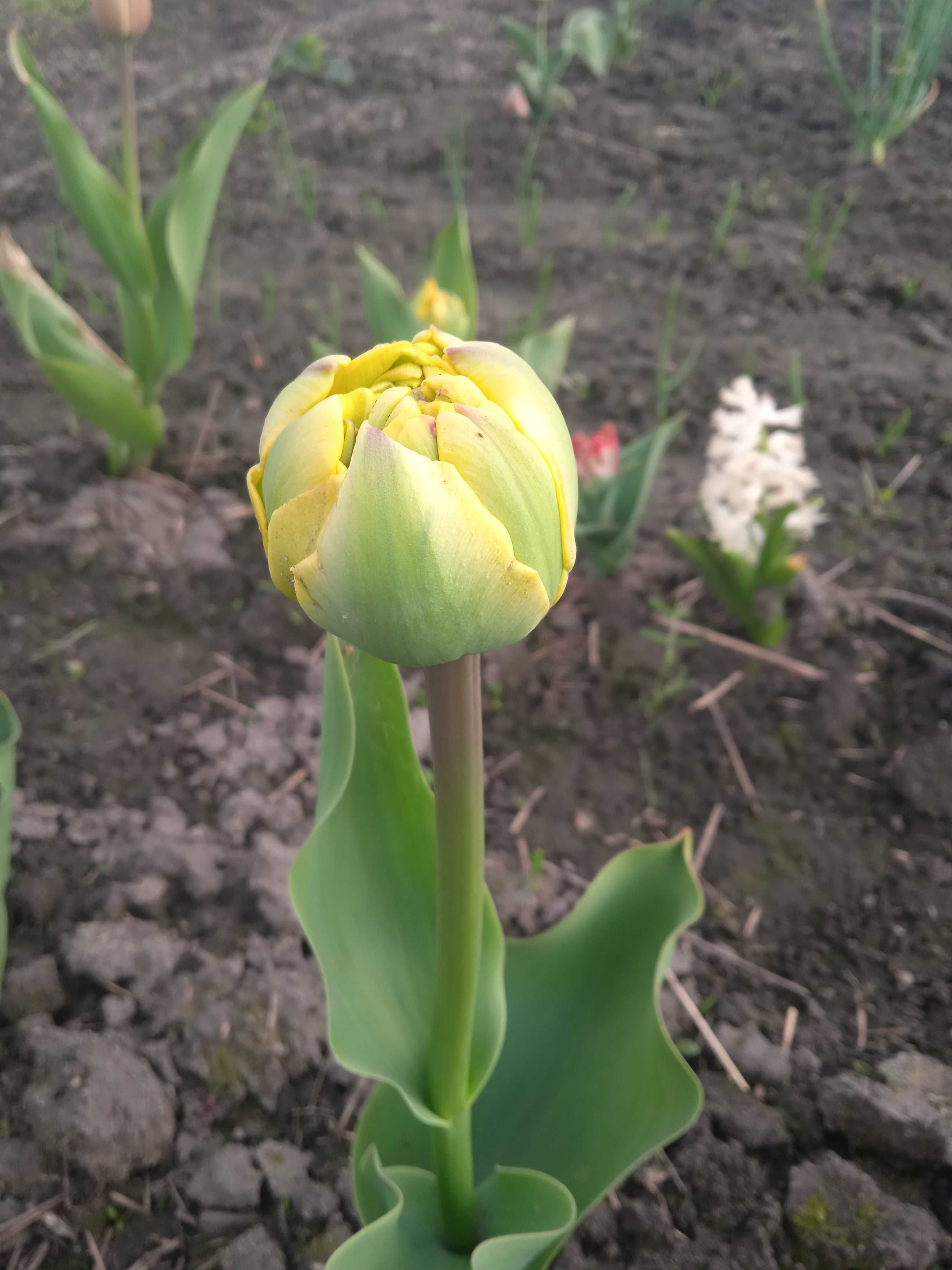 Квіти тюльпани(продам)