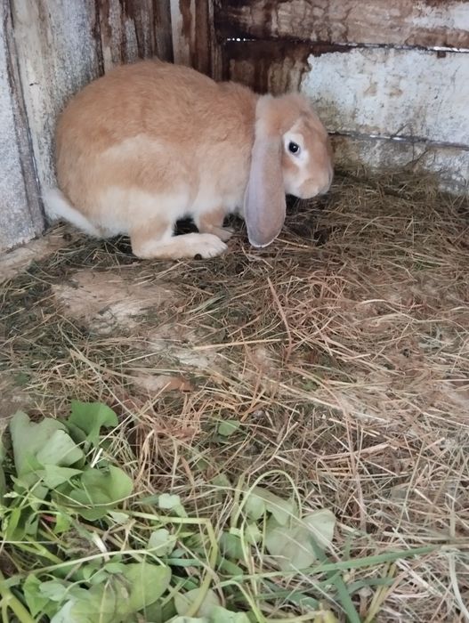 Samica  z mieszańcow