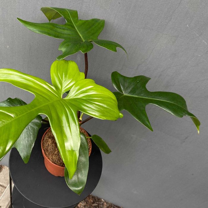 Philodendron Florida Green Filodendron Ogrzewacz w cenie