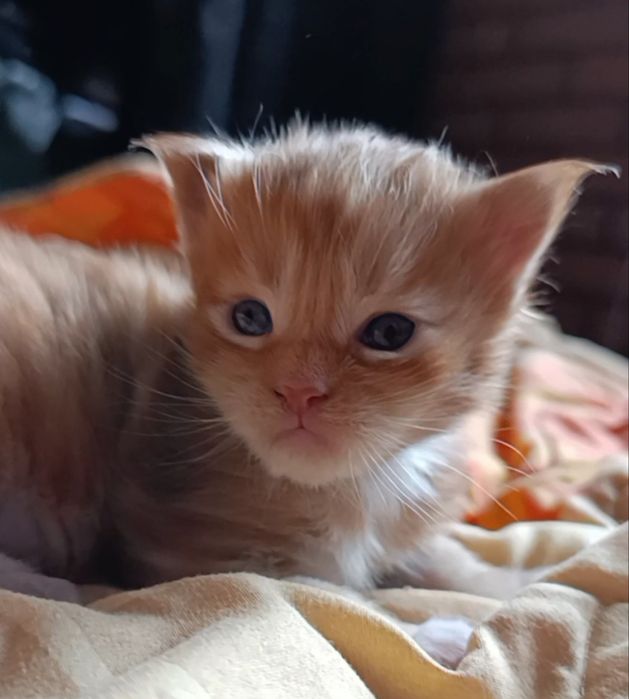 Мейн-кун, хлопчик