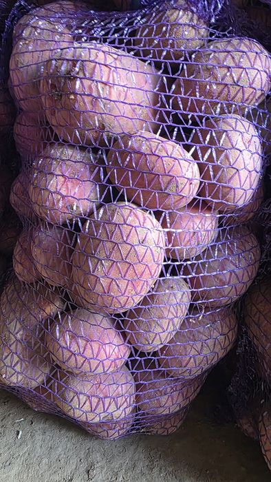 Ziemniaki baltic rose