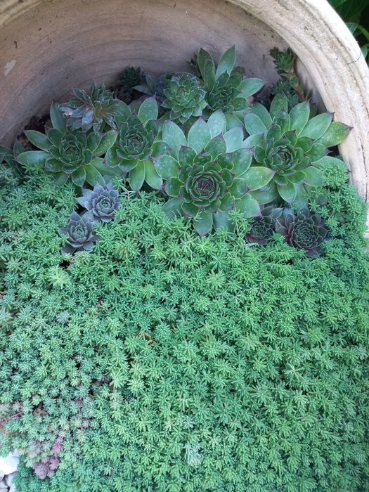 Кам'яна троянда(сукулент)