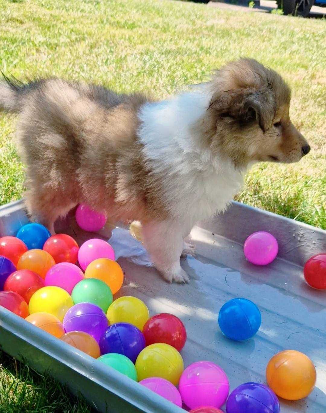 Owczarek szkocki collie długowłosy – piesek z badaniami po Championach