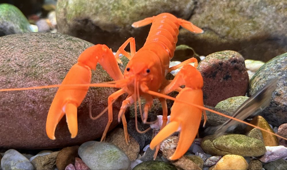 Cherax snowden Irianto red rak akwariowy
